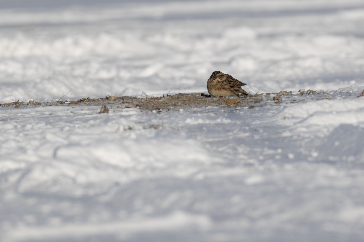 Подорожник лапландський - ML647768372