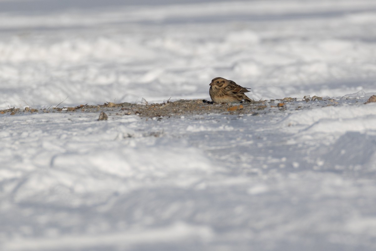 Подорожник лапландський - ML647768373