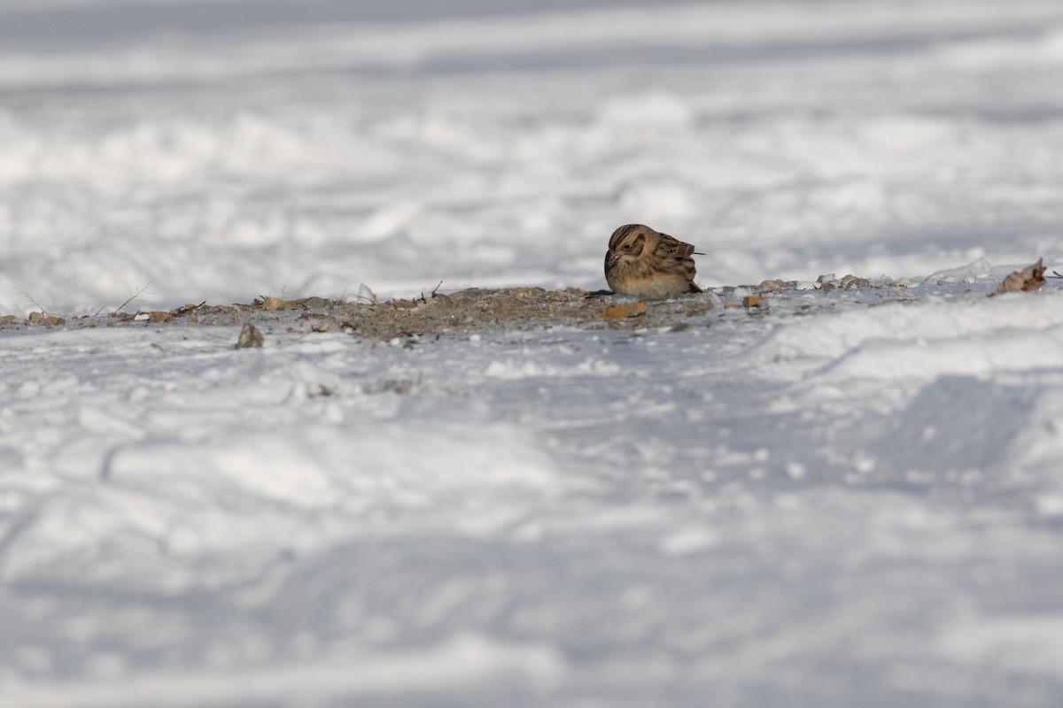 Подорожник лапландський - ML647768374