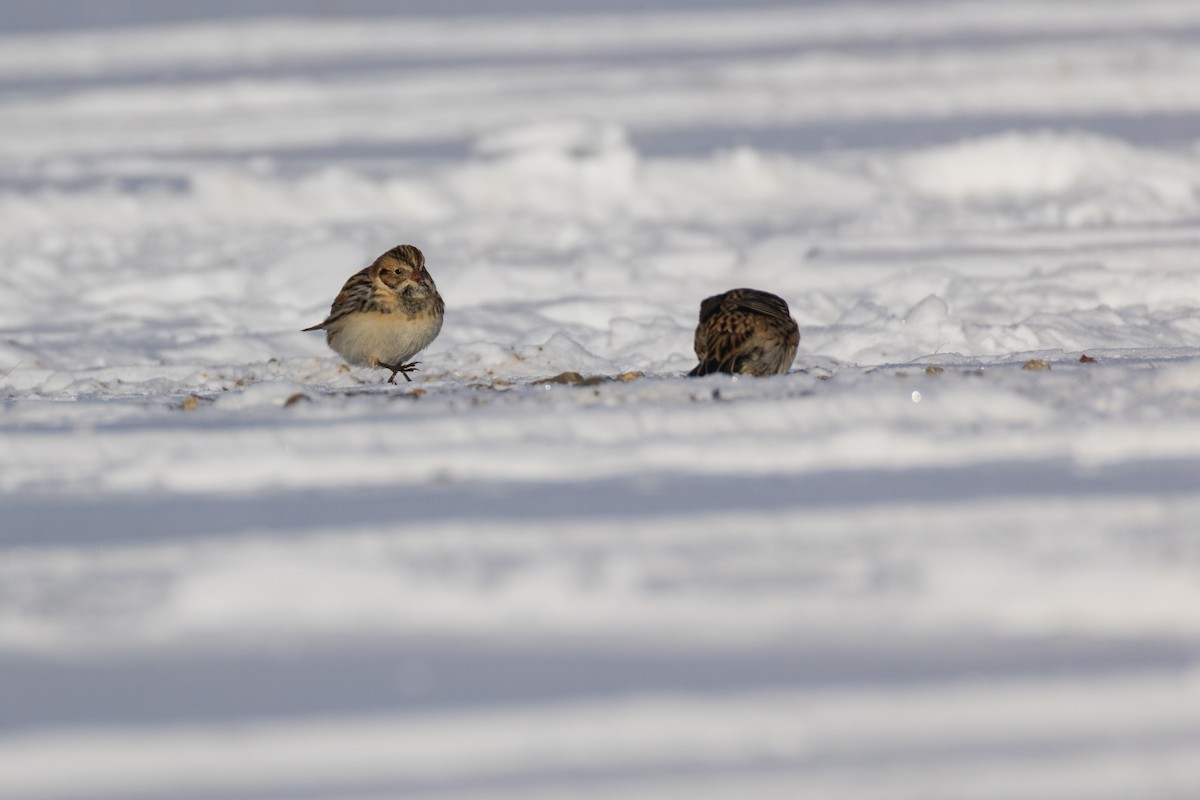 Подорожник лапландський - ML647768375