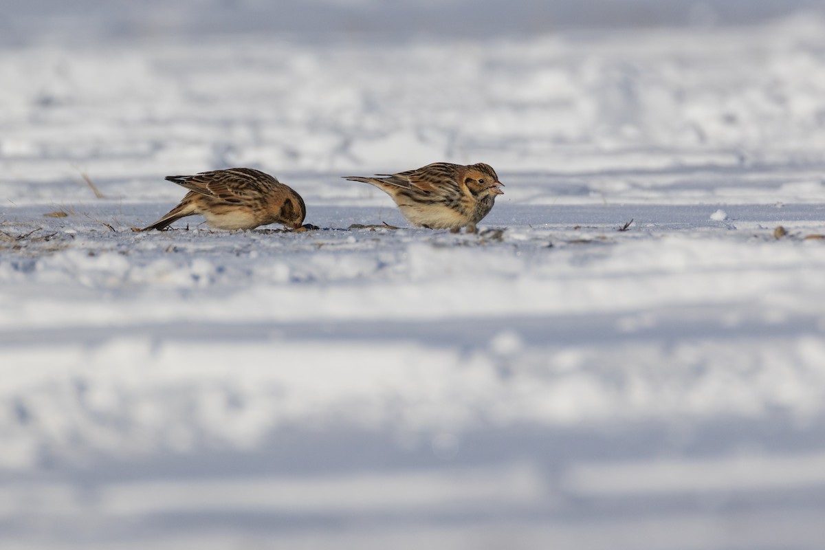Подорожник лапландський - ML647768376