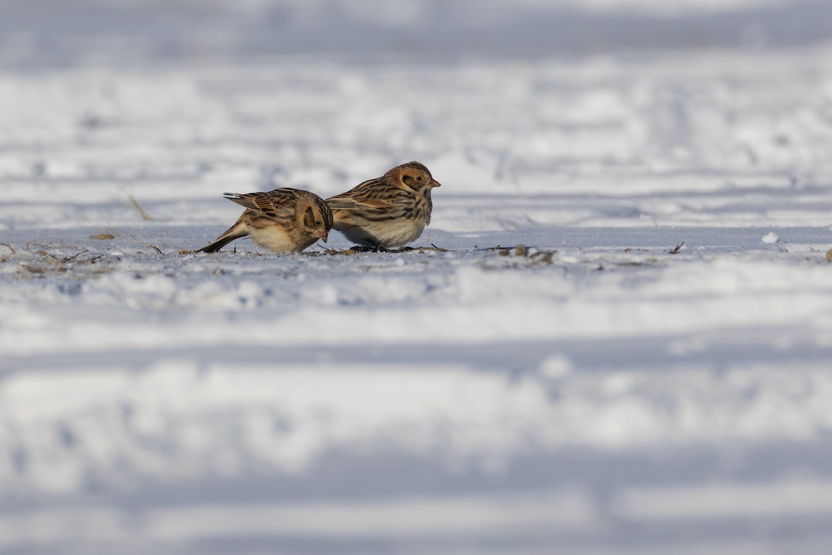 Подорожник лапландський - ML647768377