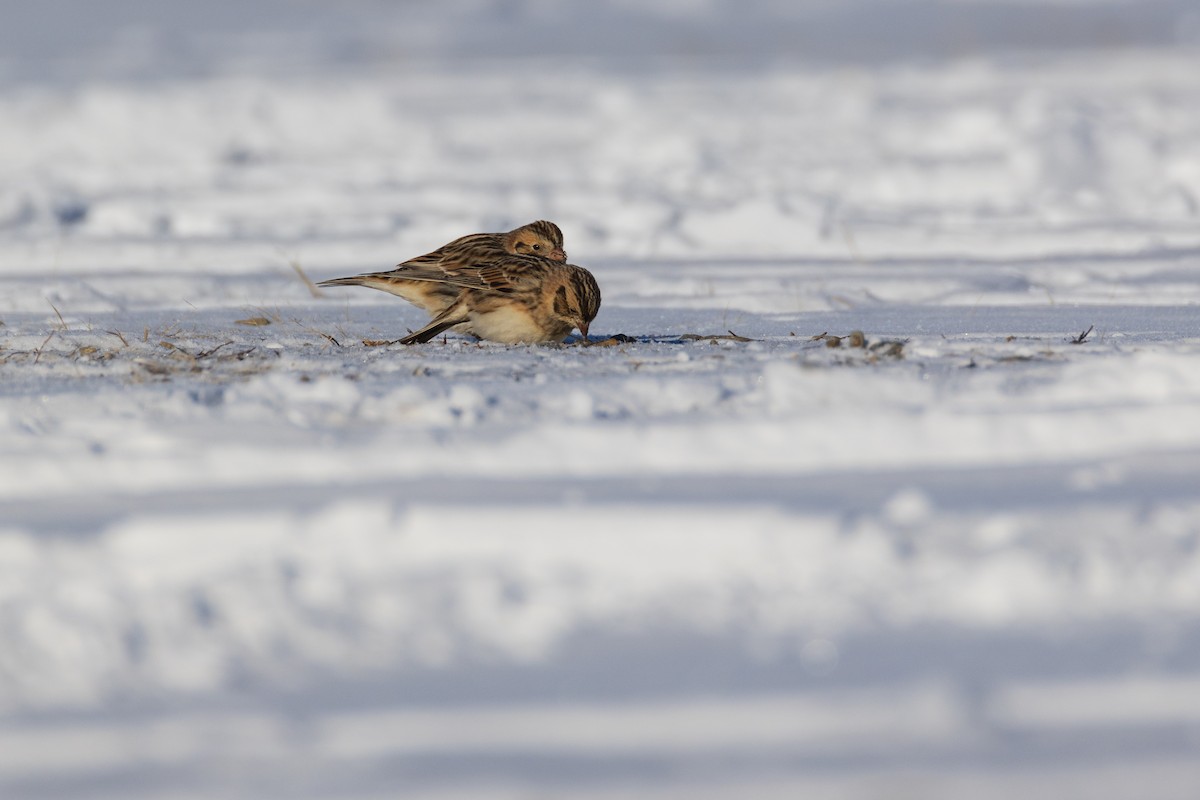 Подорожник лапландський - ML647768378