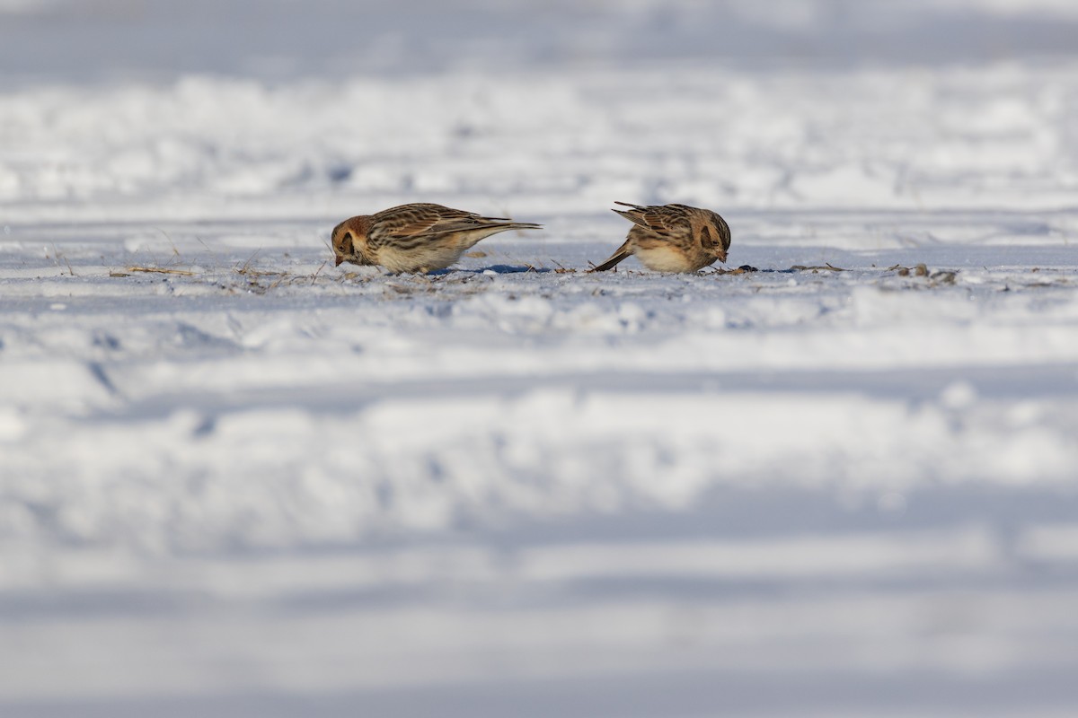 Подорожник лапландський - ML647768379