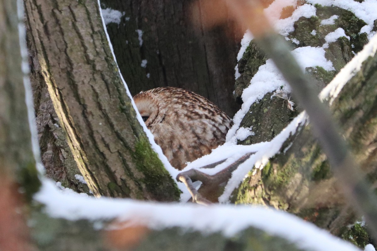 kattugle - ML647768384