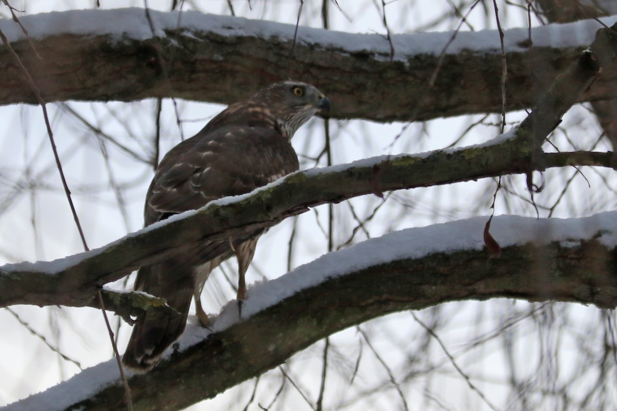 Eurasian Goshawk - ML647768391