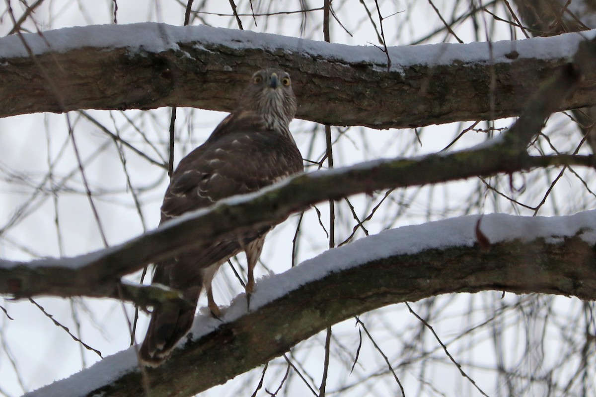Eurasian Goshawk - ML647768392