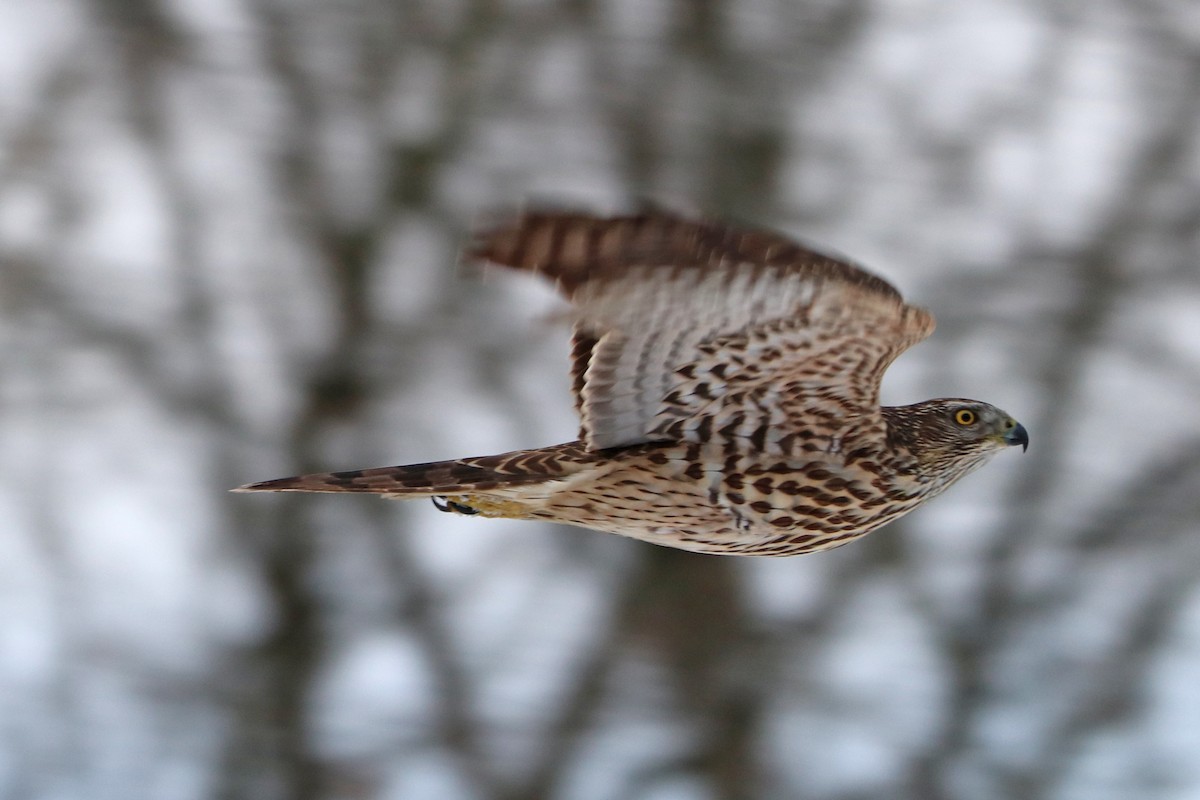 Eurasian Goshawk - ML647768393