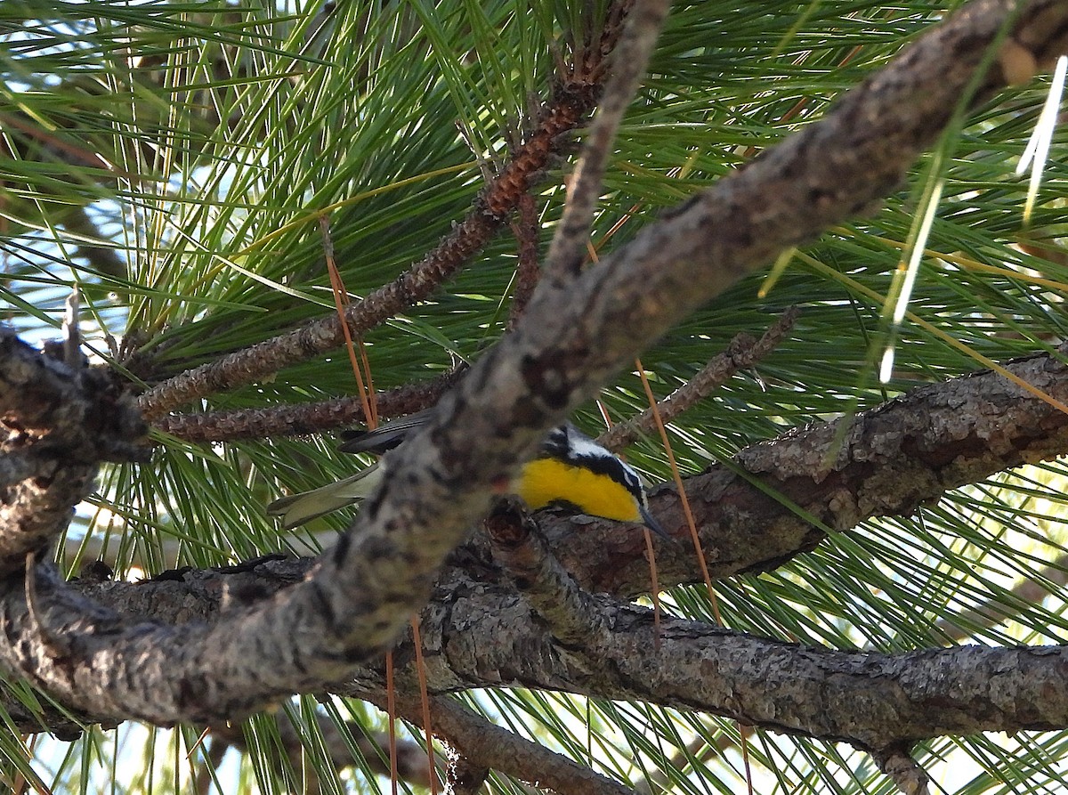 Paruline à gorge jaune (albilora) - ML647768437