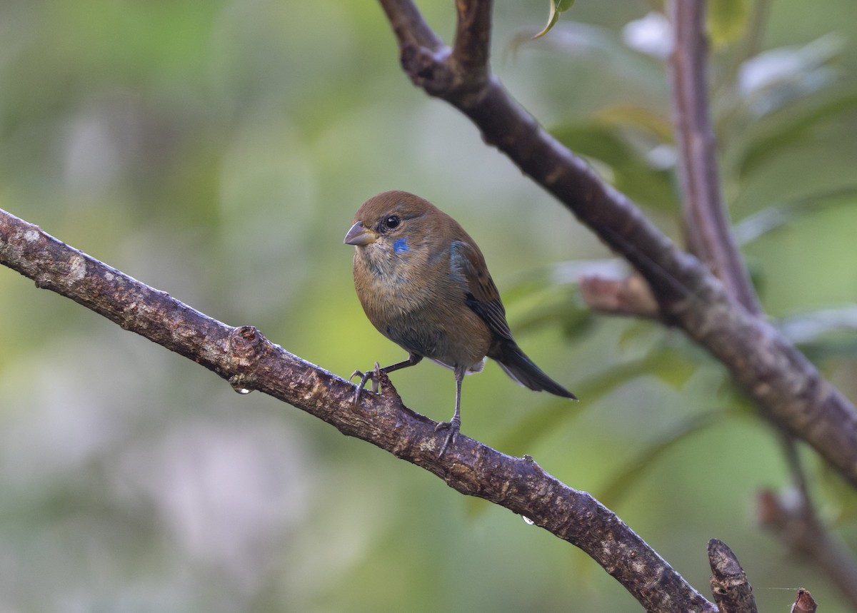 Indigo Bunting - ML647768530
