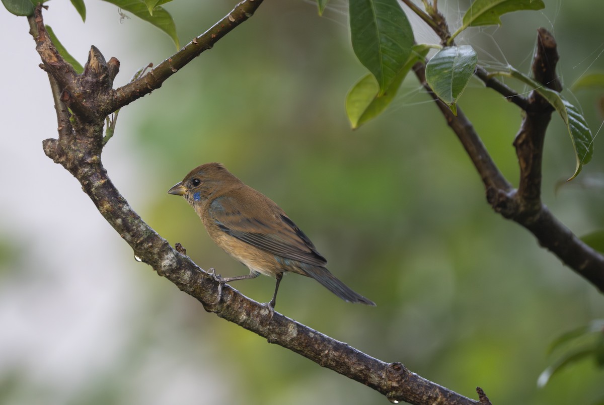 Indigo Bunting - ML647768555