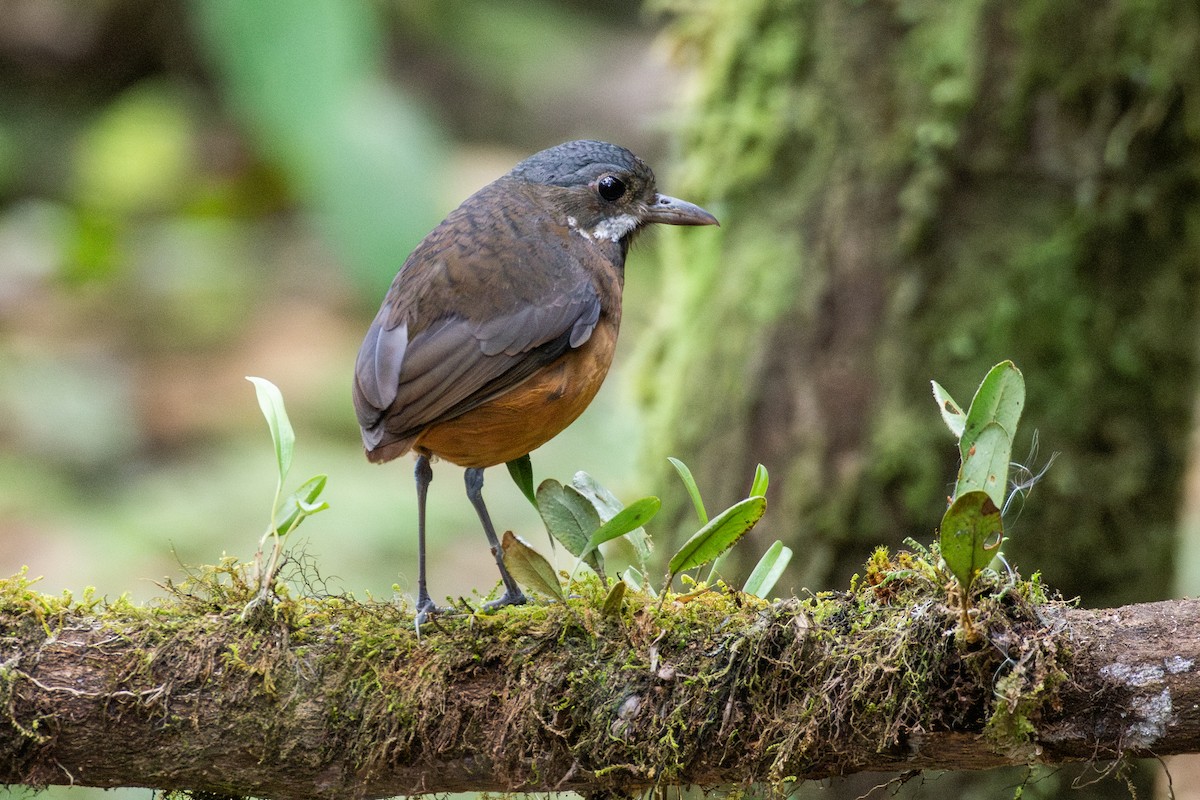 Moustached Antpitta - ML647768570