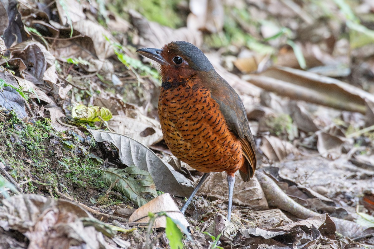 kjempemaurpitta - ML647768584