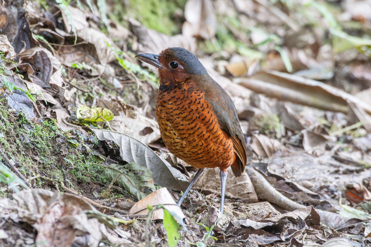 kjempemaurpitta - ML647768585