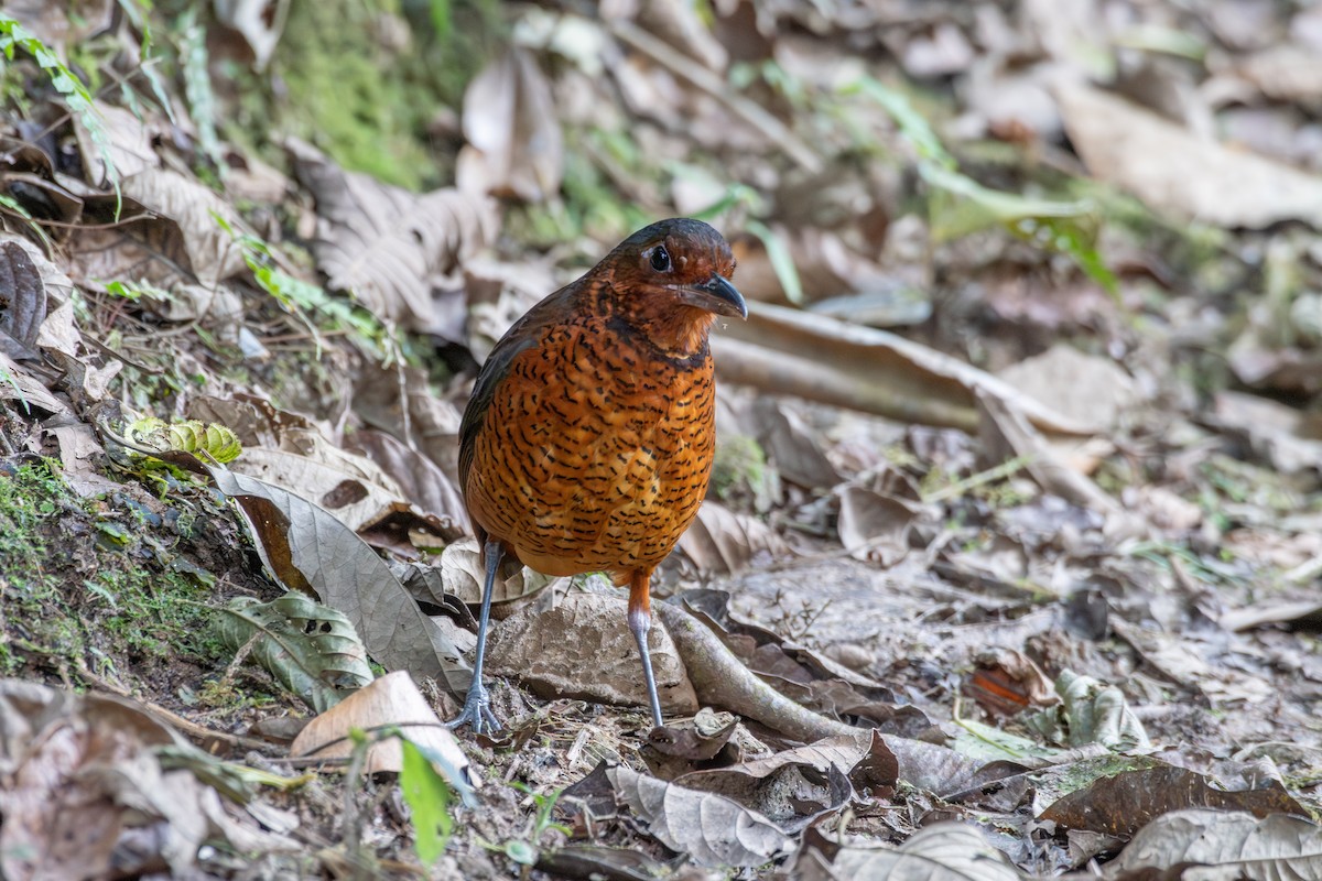 Giant Antpitta - ML647768586