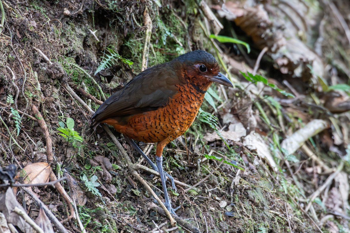 kjempemaurpitta - ML647768587