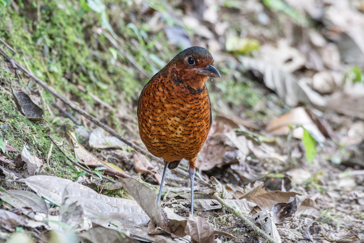 kjempemaurpitta - ML647768588