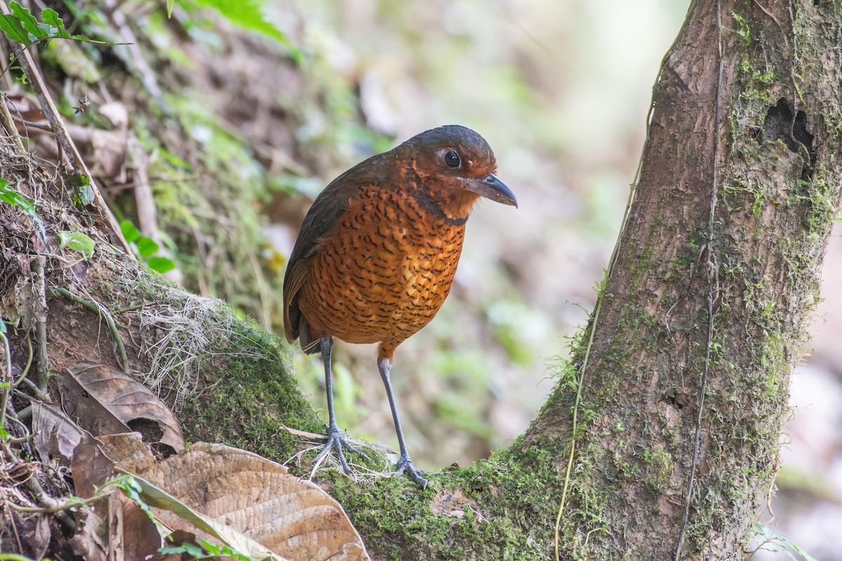 kjempemaurpitta - ML647768589