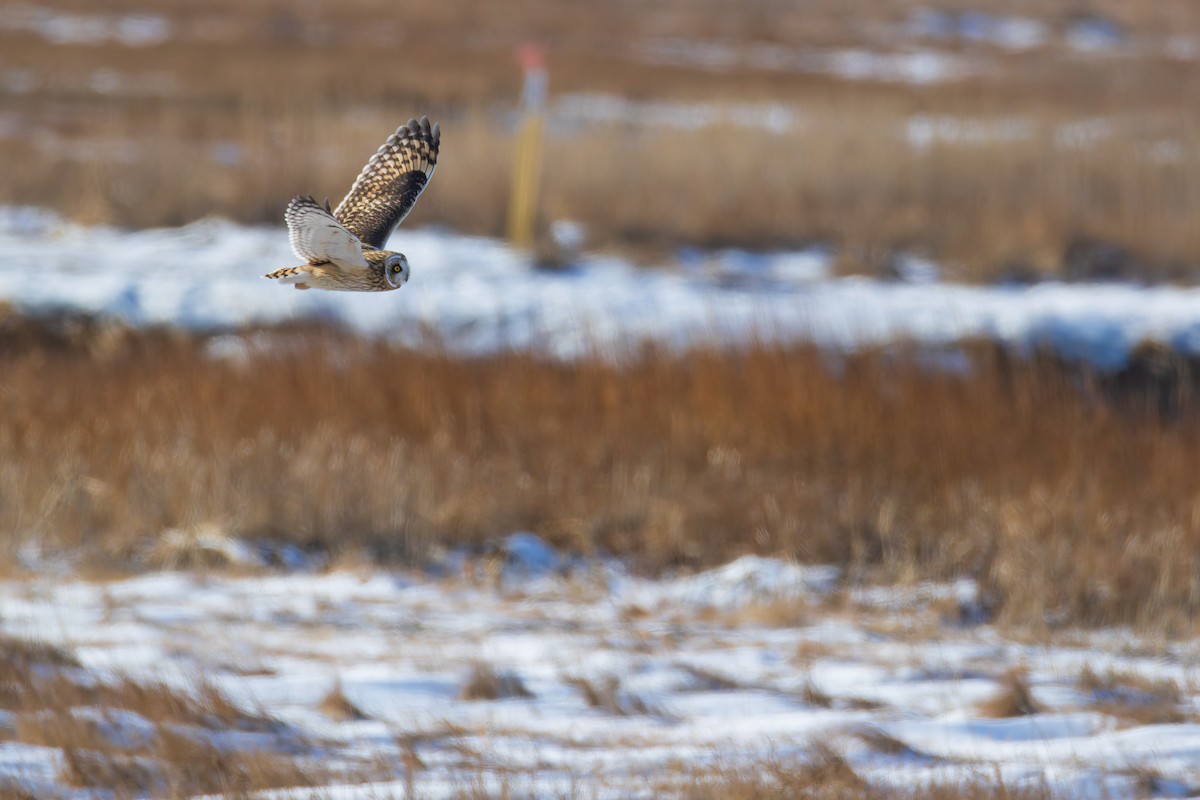 Gufo di palude - ML647768593