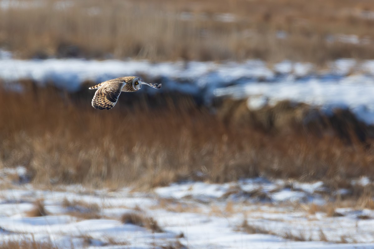 Gufo di palude - ML647768594