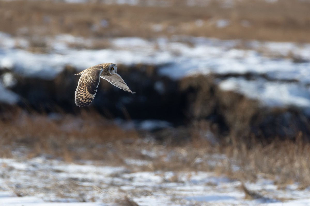 Gufo di palude - ML647768595