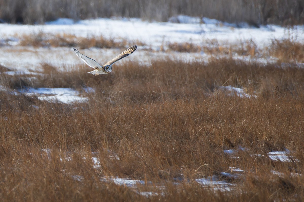 Gufo di palude - ML647768596