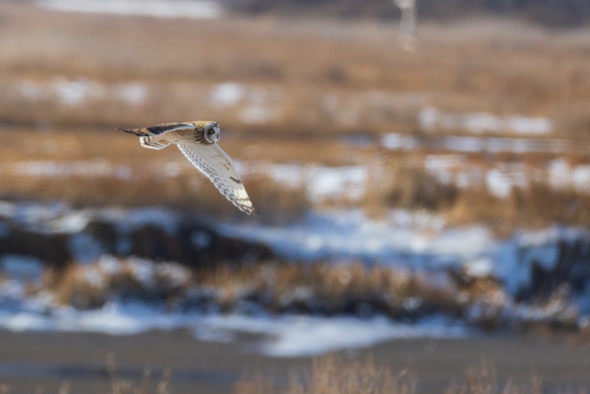 Gufo di palude - ML647768597