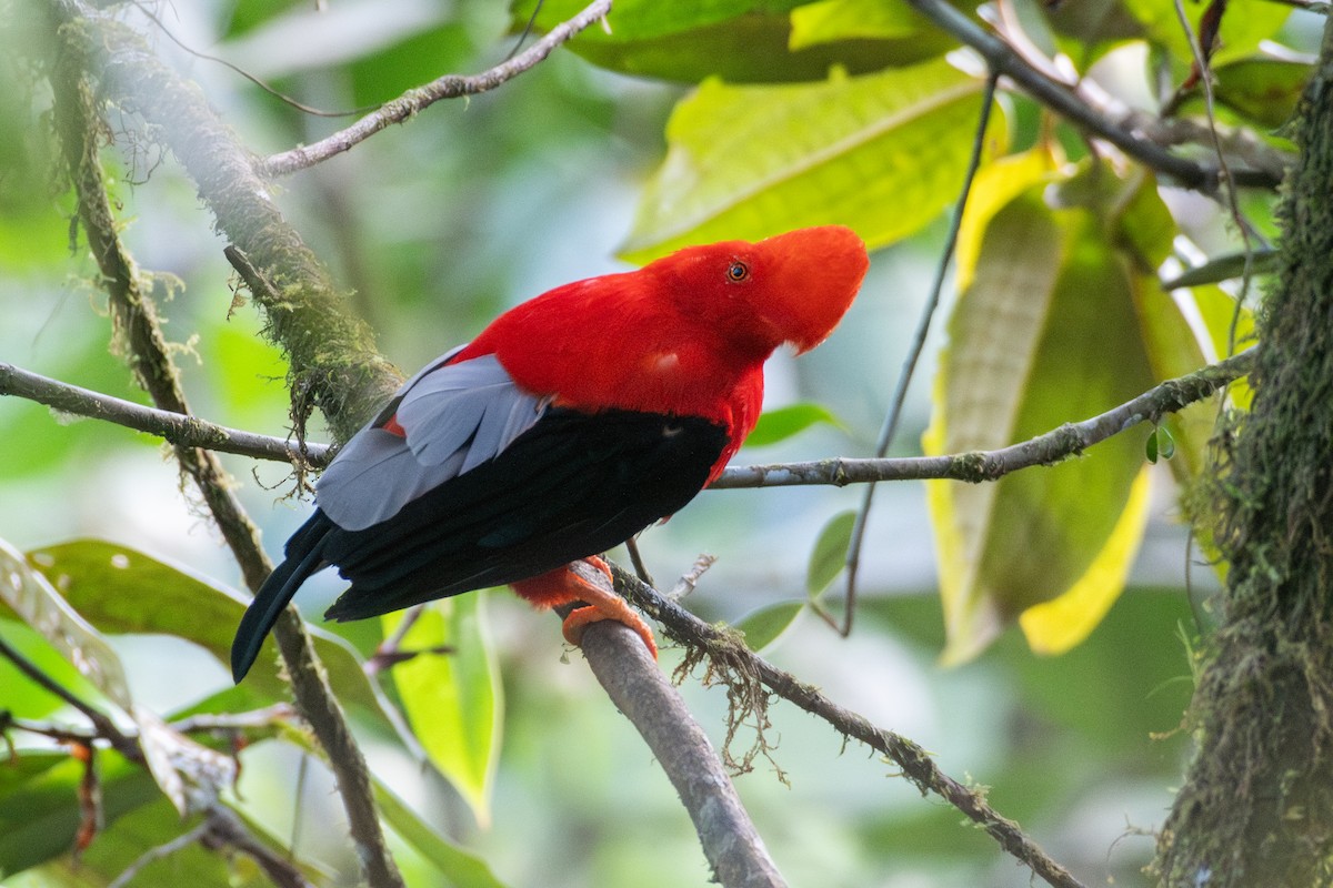 Andean Cock-of-the-rock - ML647768612