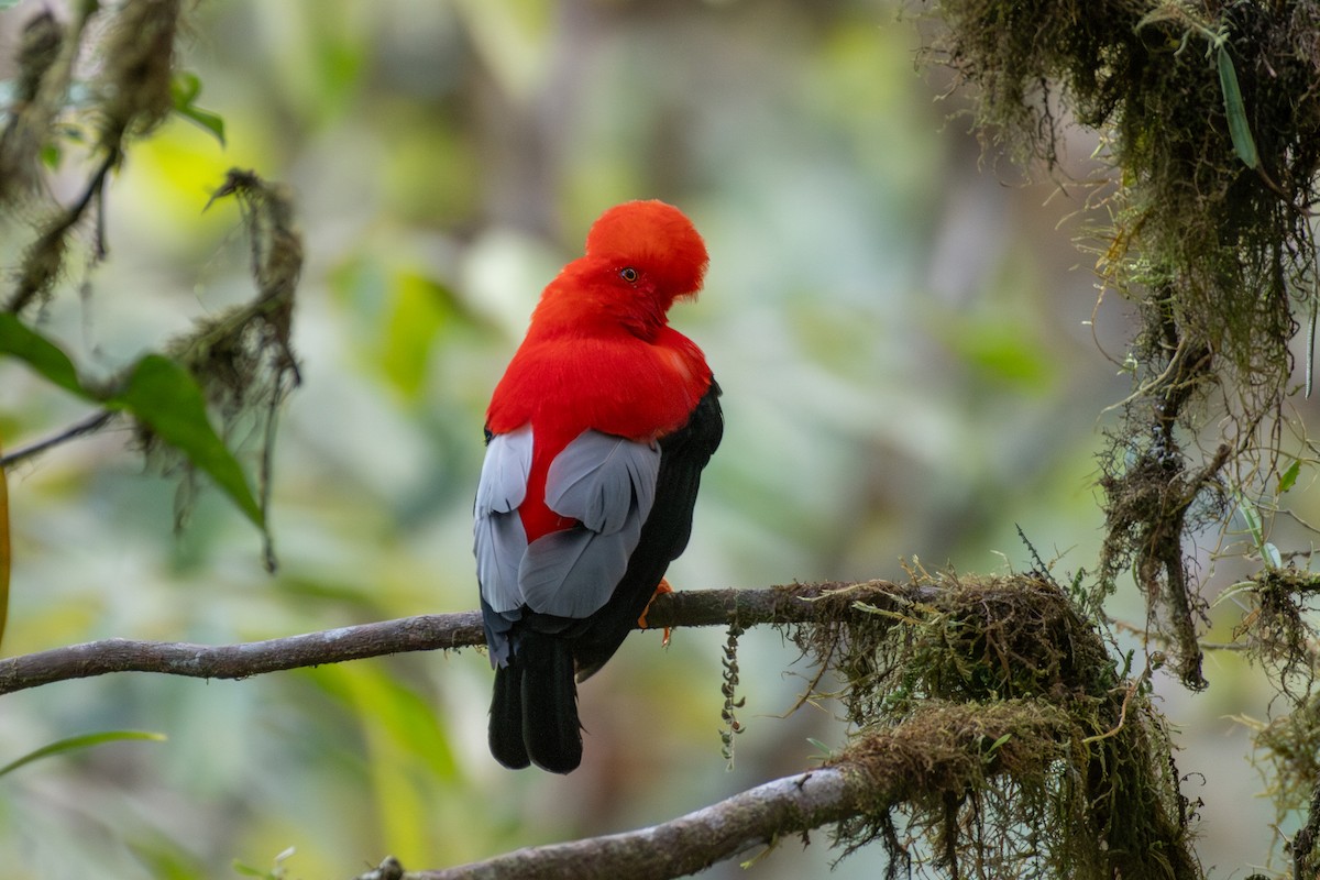 Andean Cock-of-the-rock - ML647768613