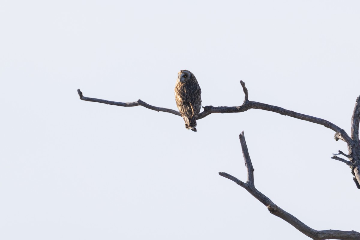 Gufo di palude - ML647768626