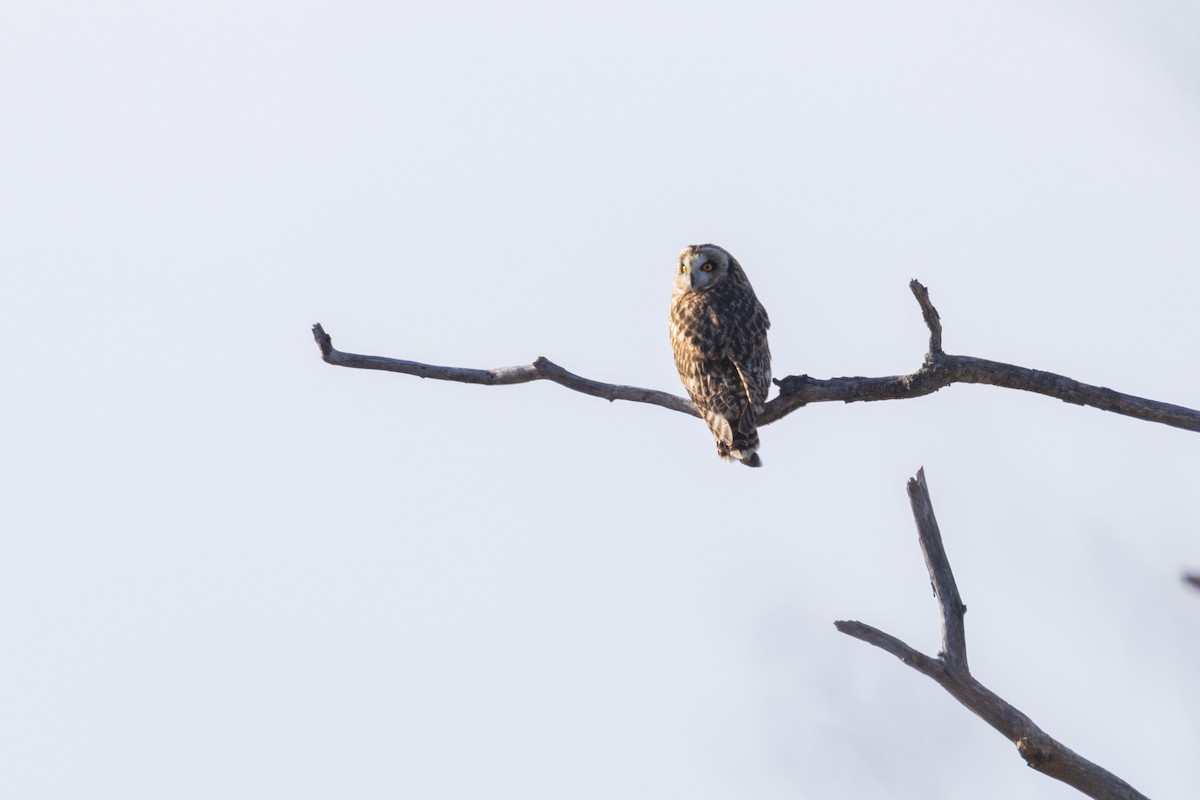 Gufo di palude - ML647768627