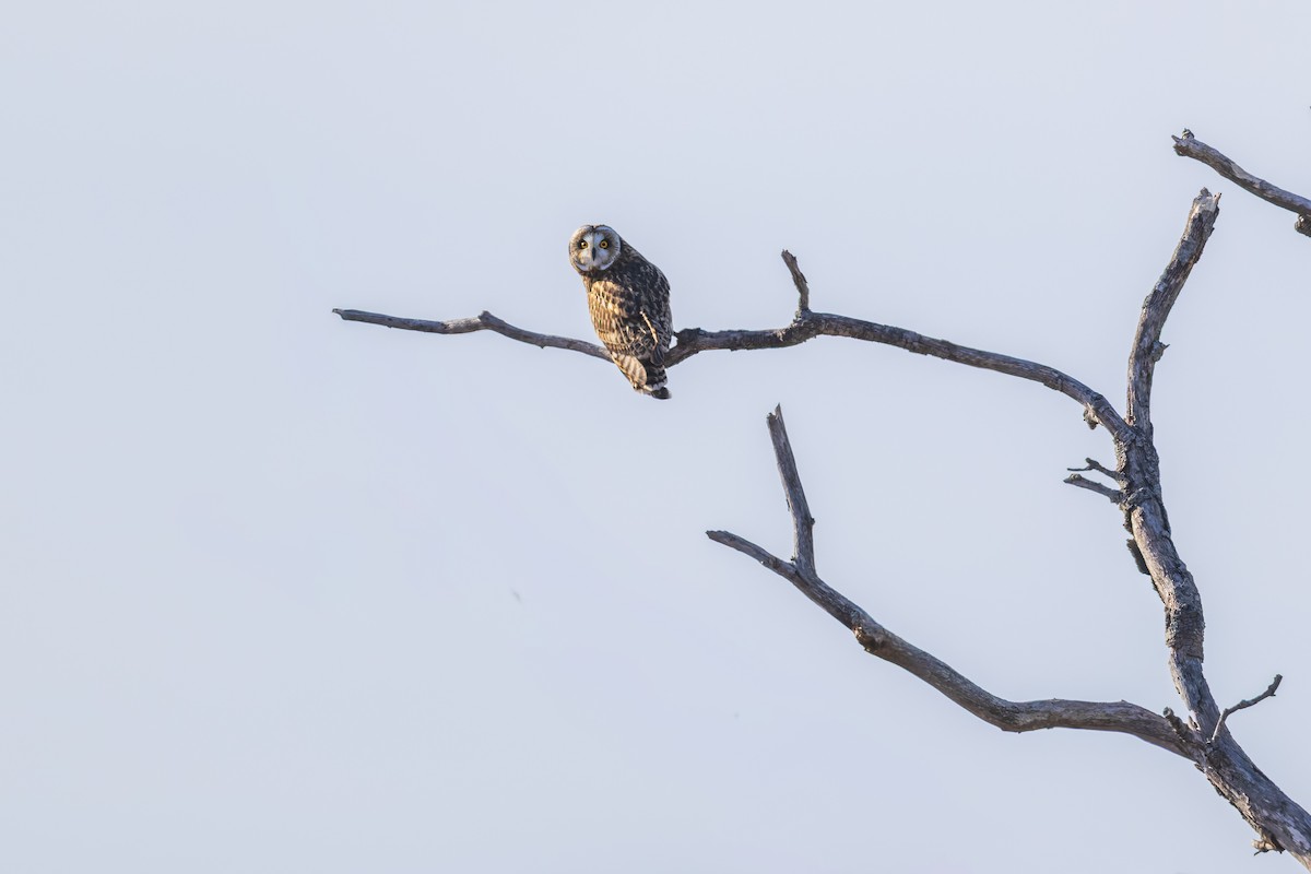 Gufo di palude - ML647768628