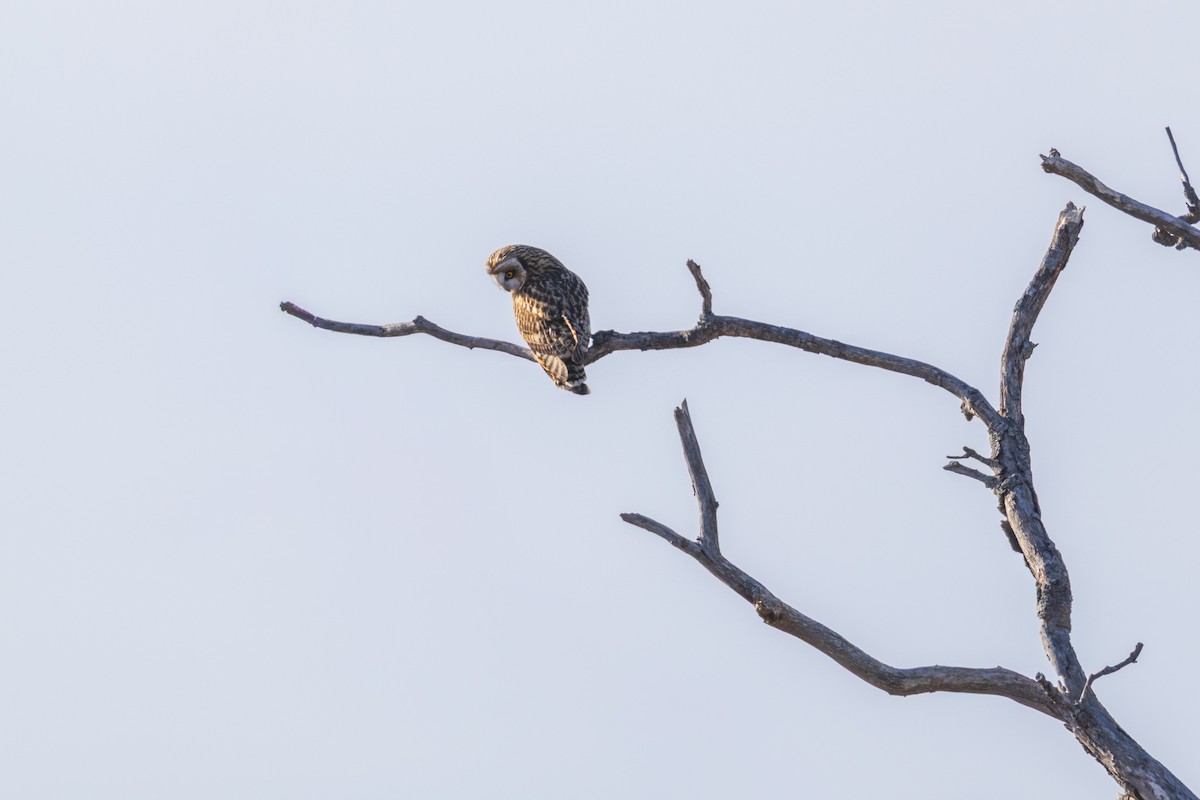 Gufo di palude - ML647768629