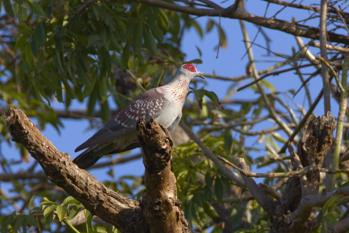Speckled Pigeon - ML647768724