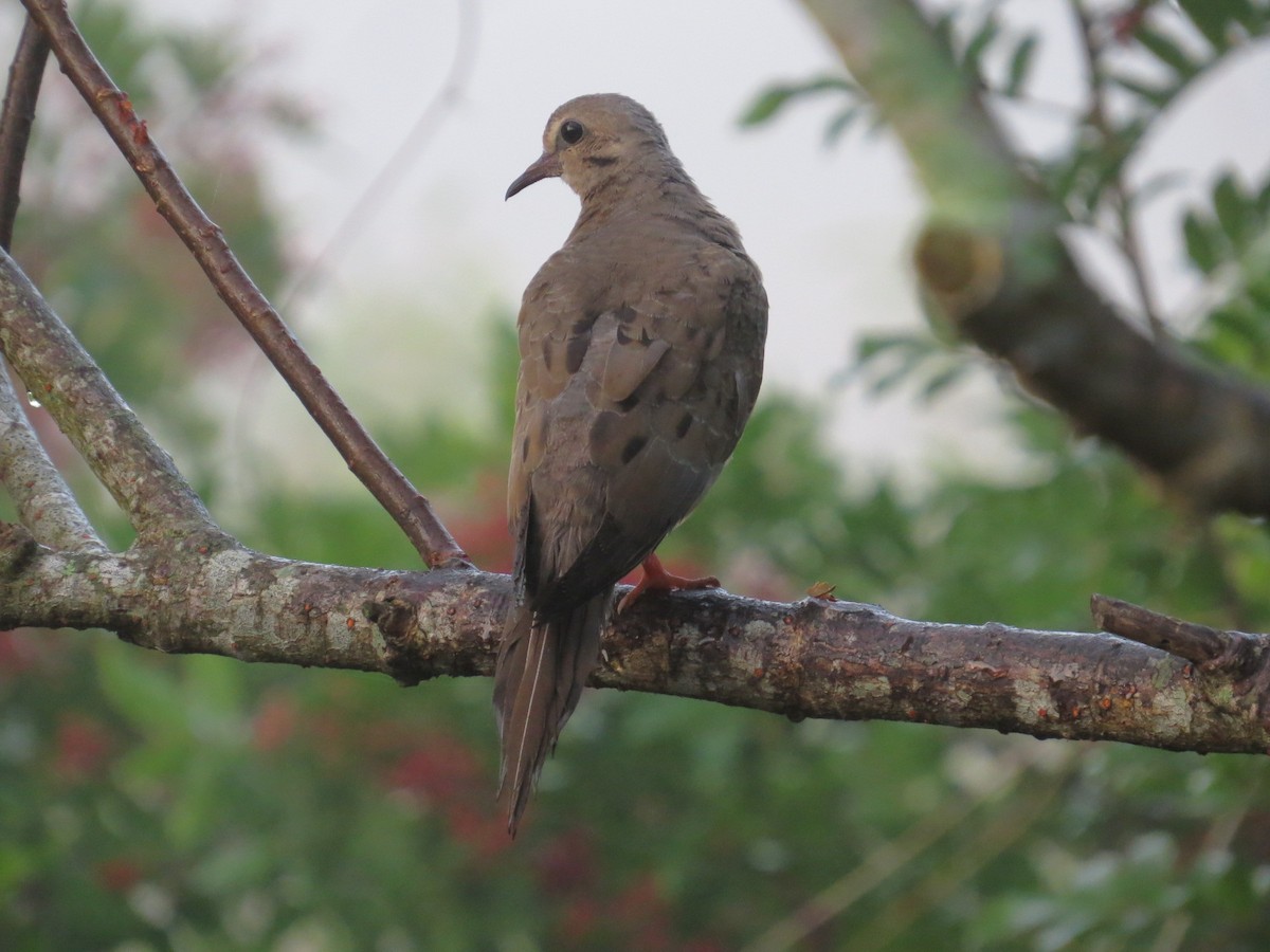 Mourning Dove - ML647768725