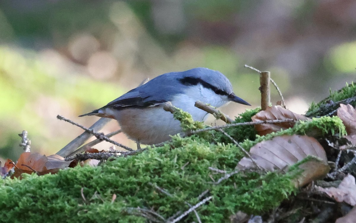 Eurasian Nuthatch - ML647768726
