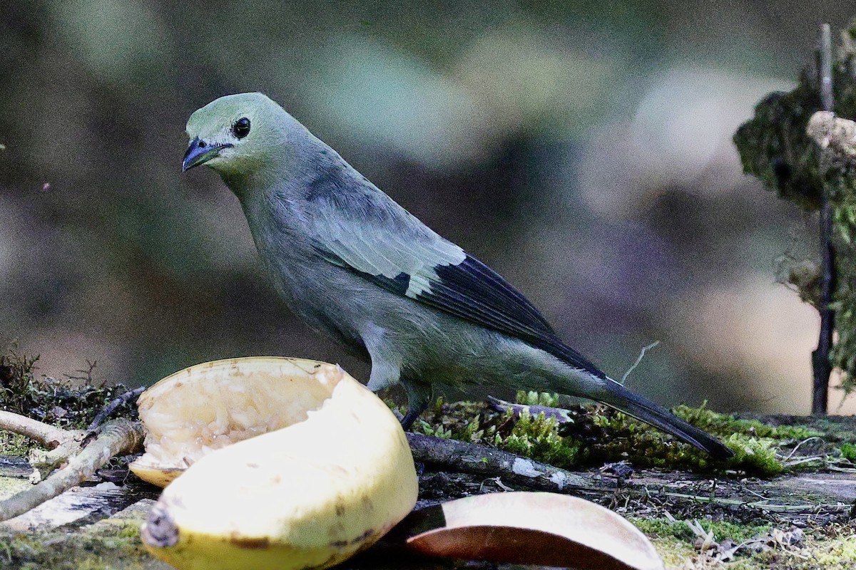 Palm Tanager - ML647768728