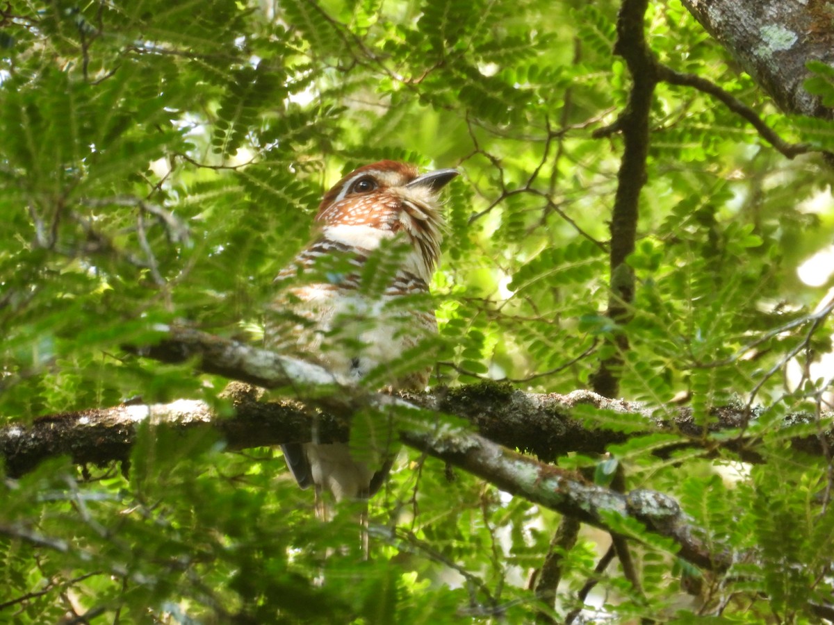 Short-legged Ground-Roller - ML647768729