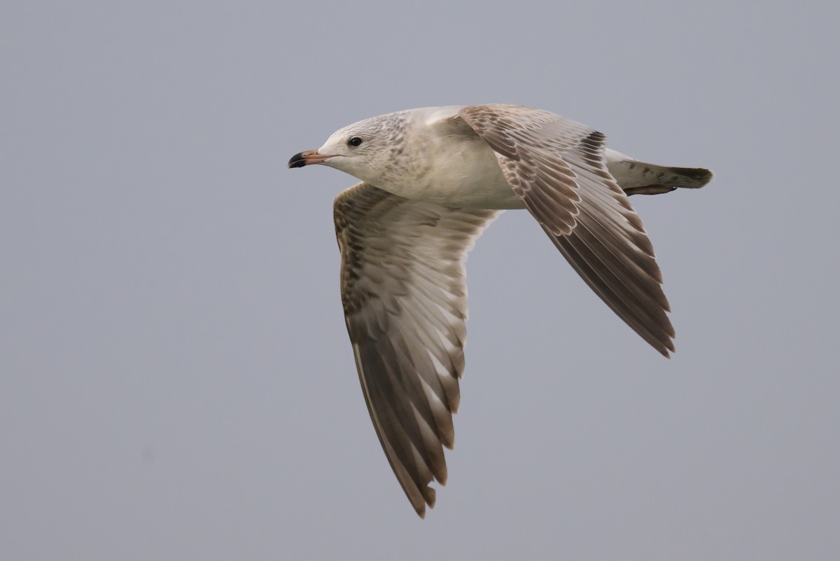 Ring-billed Gull - ML647768730
