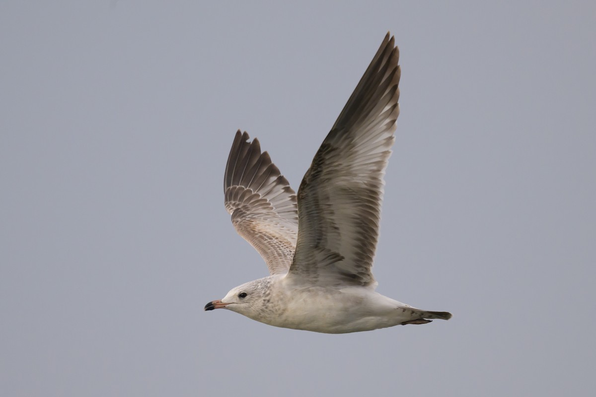 Ring-billed Gull - ML647768731