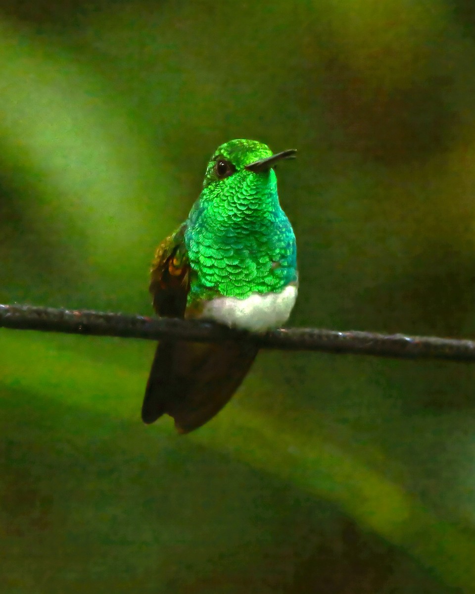 Snowy-bellied Hummingbird - ML647768732