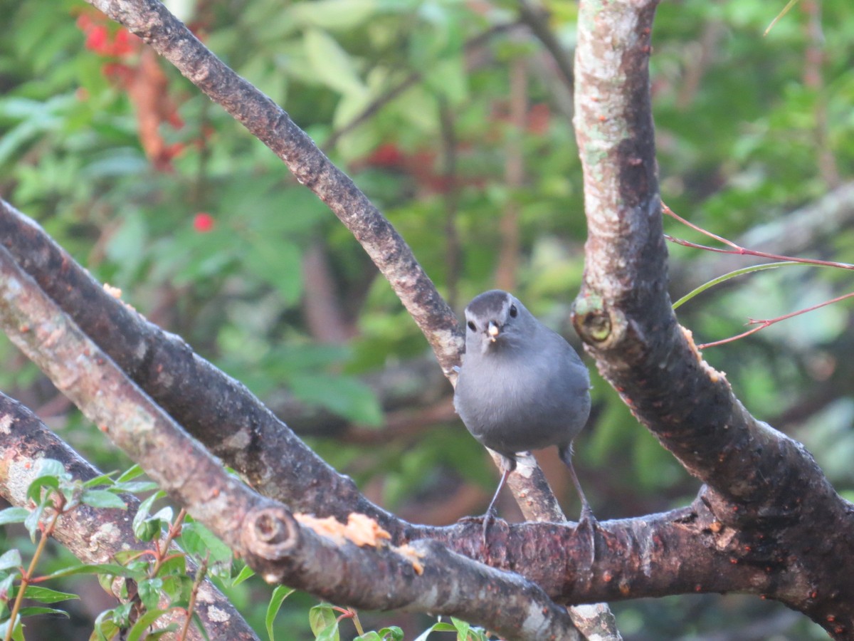Gray Catbird - ML647768735
