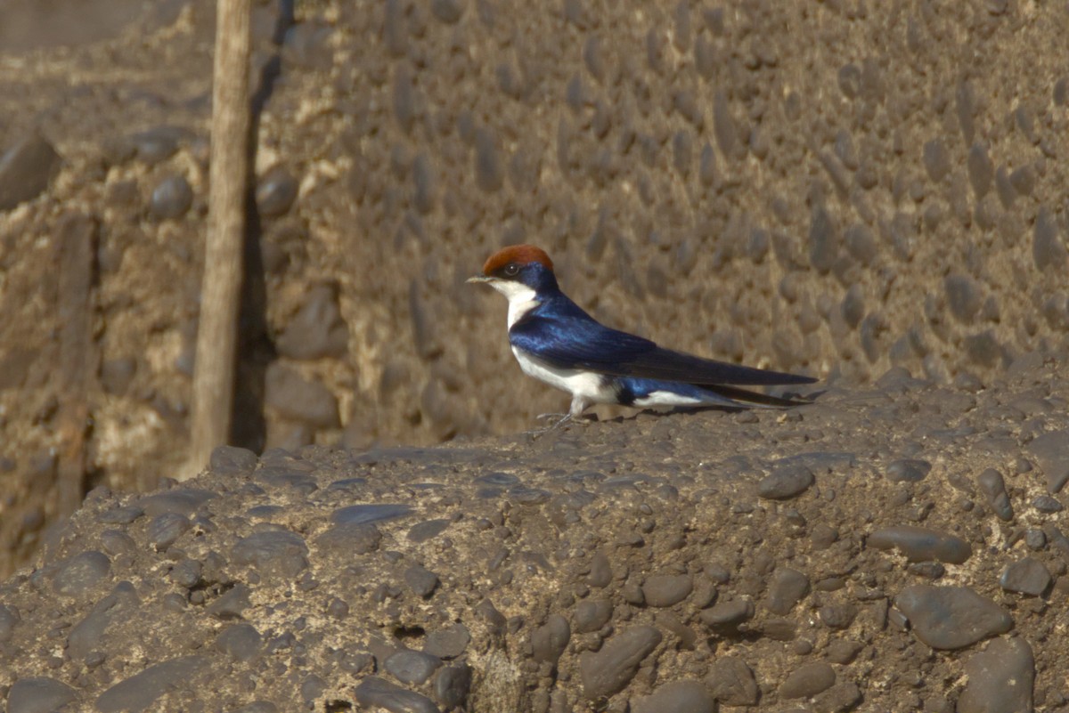 Wire-tailed Swallow - ML647768736