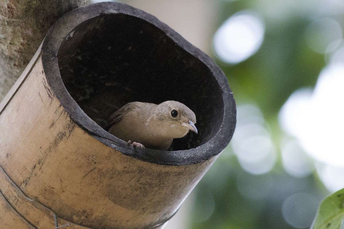 Southern House Wren - ML647768742