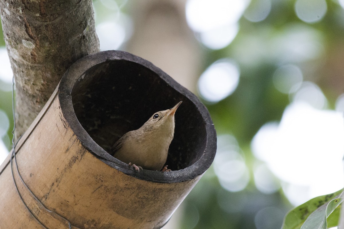 Southern House Wren - ML647768743