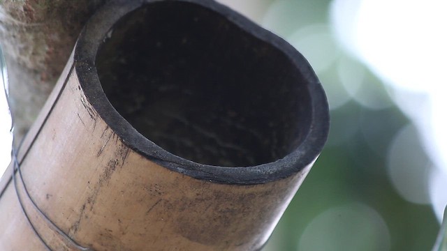 Southern House Wren - ML647768745