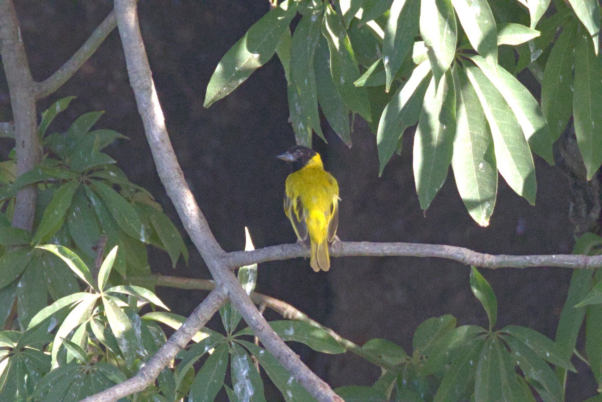 Black-headed Weaver - ML647768748