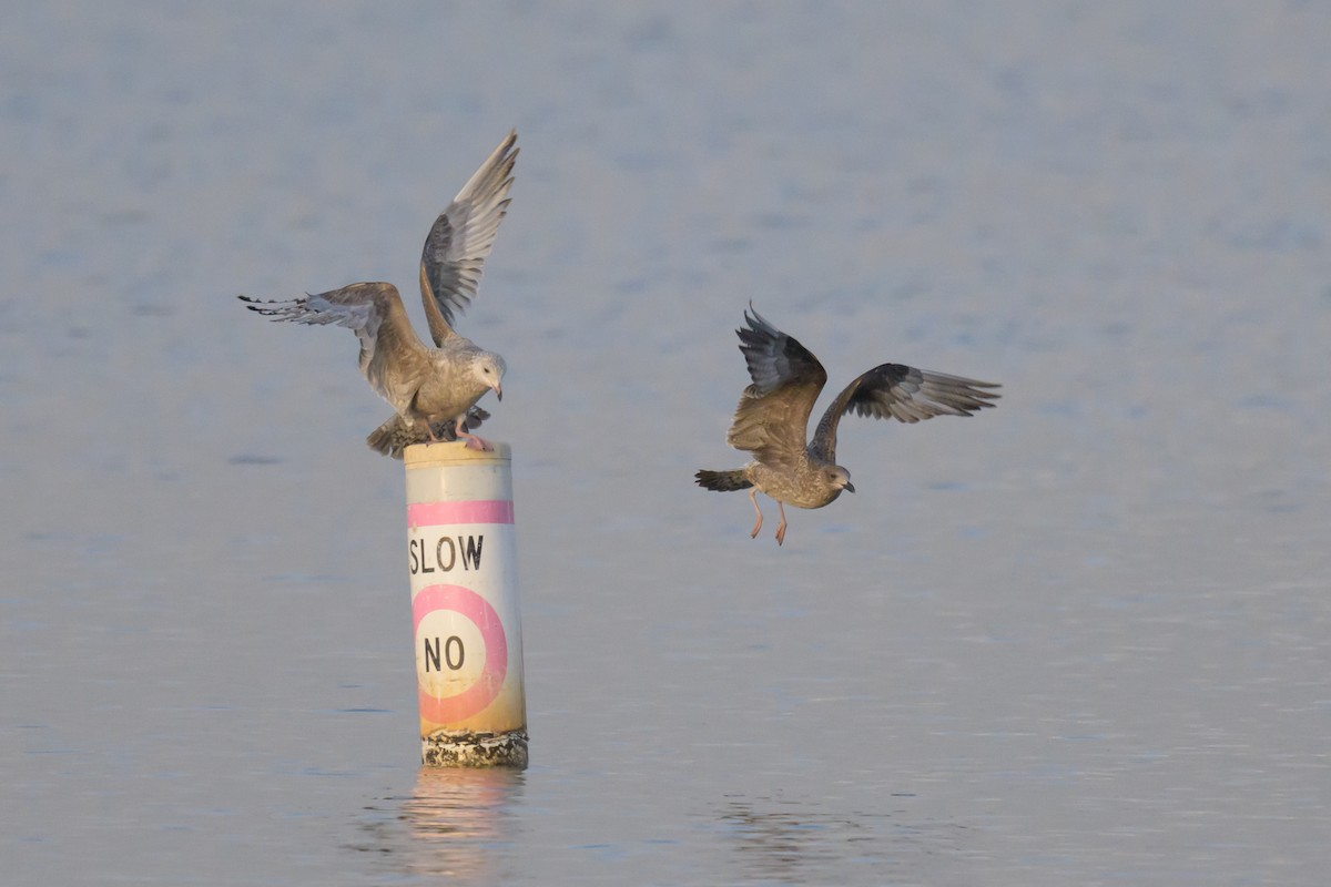 American Herring Gull - ML647768750