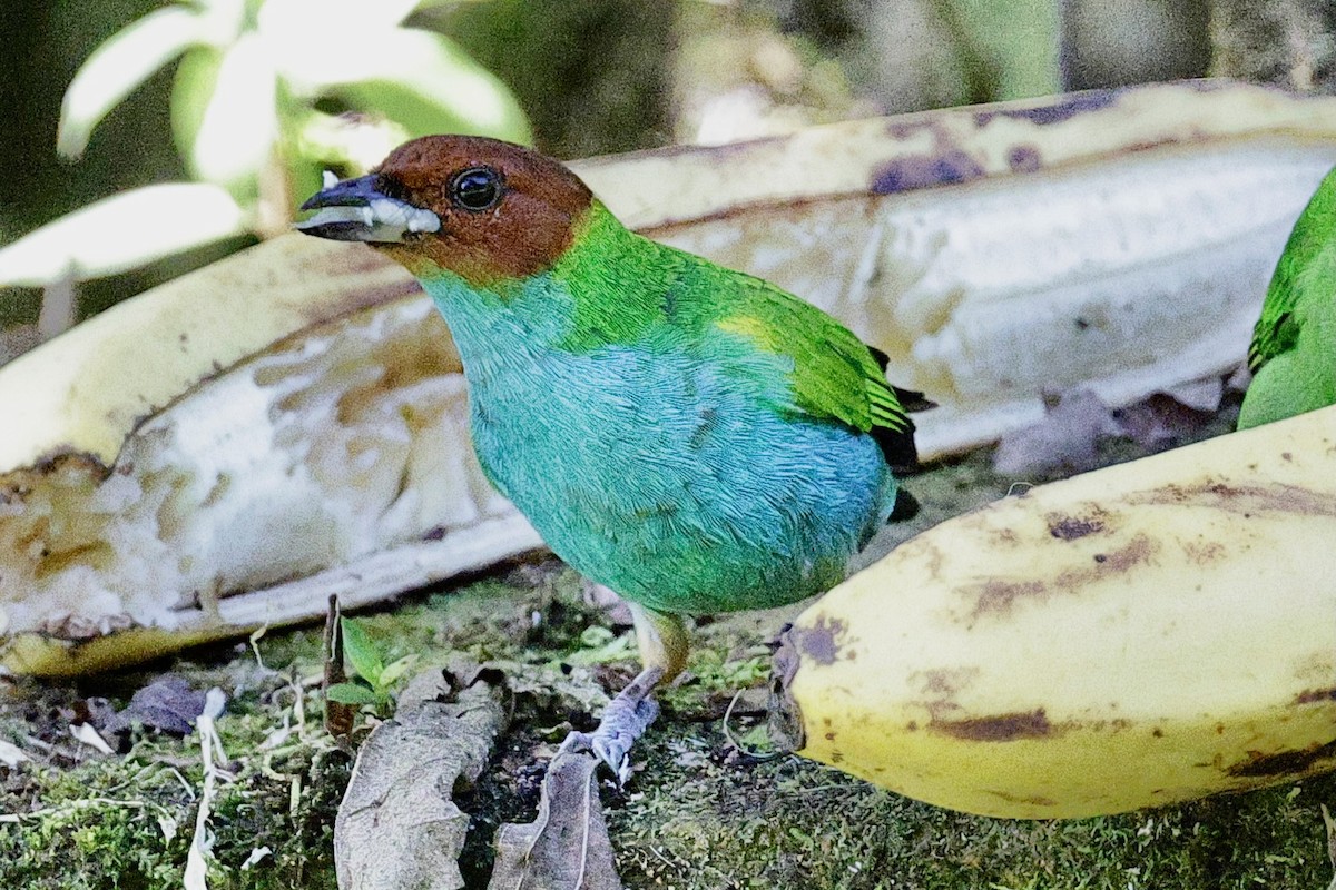 Bay-headed Tanager - ML647768752