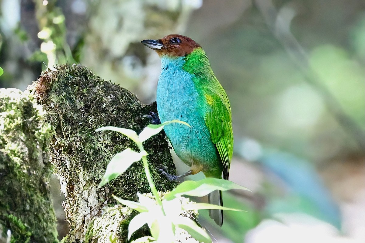 Bay-headed Tanager - ML647768754